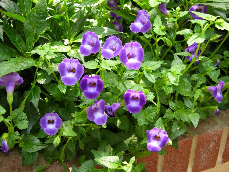 DSCN0433.JPG