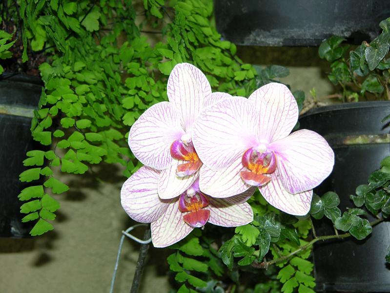 DSCN0523.JPG