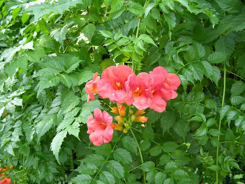DSCN0652.JPG