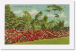 1939postcard016 * A gorgeous Poinsettia Hedge, Florida (Apr 24, 1939) * 640 x 403 * (216KB)