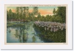 1939postcard086 * Swan Lake, Showing Japanese Iris in bloom, Sumter, SC (Feb 10, 1939) * 640 x 410 * (213KB)