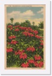 1939postcard087 * The gorgeous Florida Poinsettia (Apr 4, 1939) * 407 x 641 * (205KB)